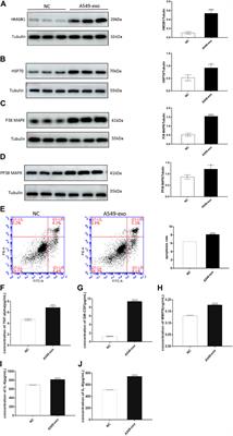 Fetal Lung-Derived Exosomes in Term Labor Amniotic Fluid Induce Amniotic Membrane Senescence